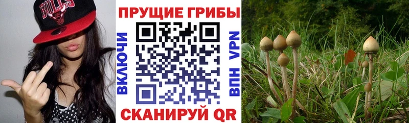 купить  цена  Хадыженск  Псилоцибиновые грибы ЛСД 